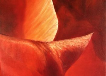 natura-czerwony-tulipan